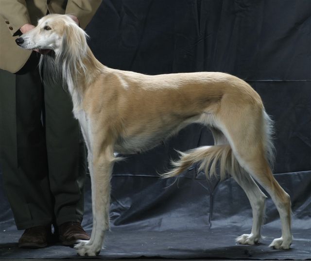 CH. Al-zubeyda Pasiphae