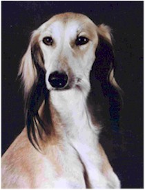 CH. Samoems Sushma