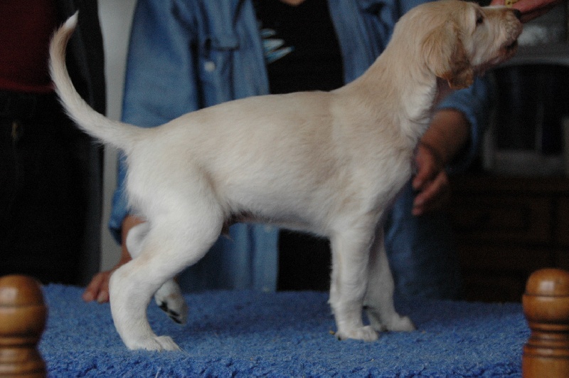Vinya puppies 4 semaines