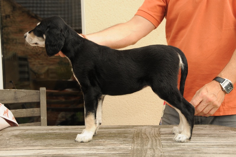 chiots de Viyana