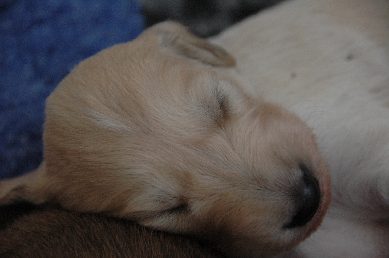 chiots à 19 jours............les yeux sont ouverts