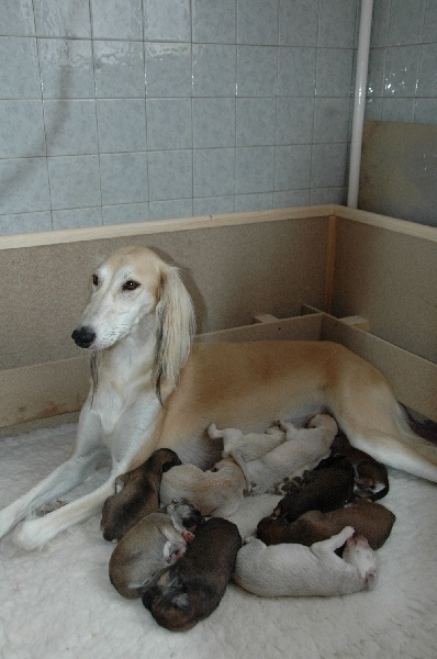 Al-zubeyda - Saluki - Portée née le 20/08/2008