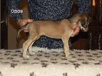 CHIOT