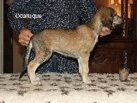 CHIOT