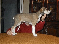Viyana