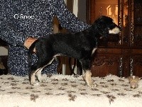 CHIOT