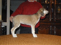 vinya vaqil