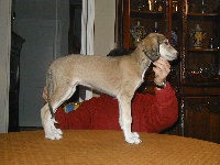 vaihali