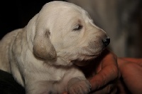 CHIOT
