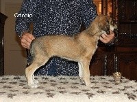 CHIOT