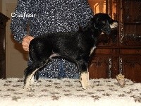 CHIOT