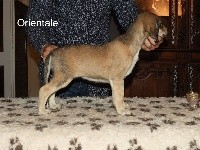 CHIOT