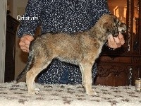 CHIOT