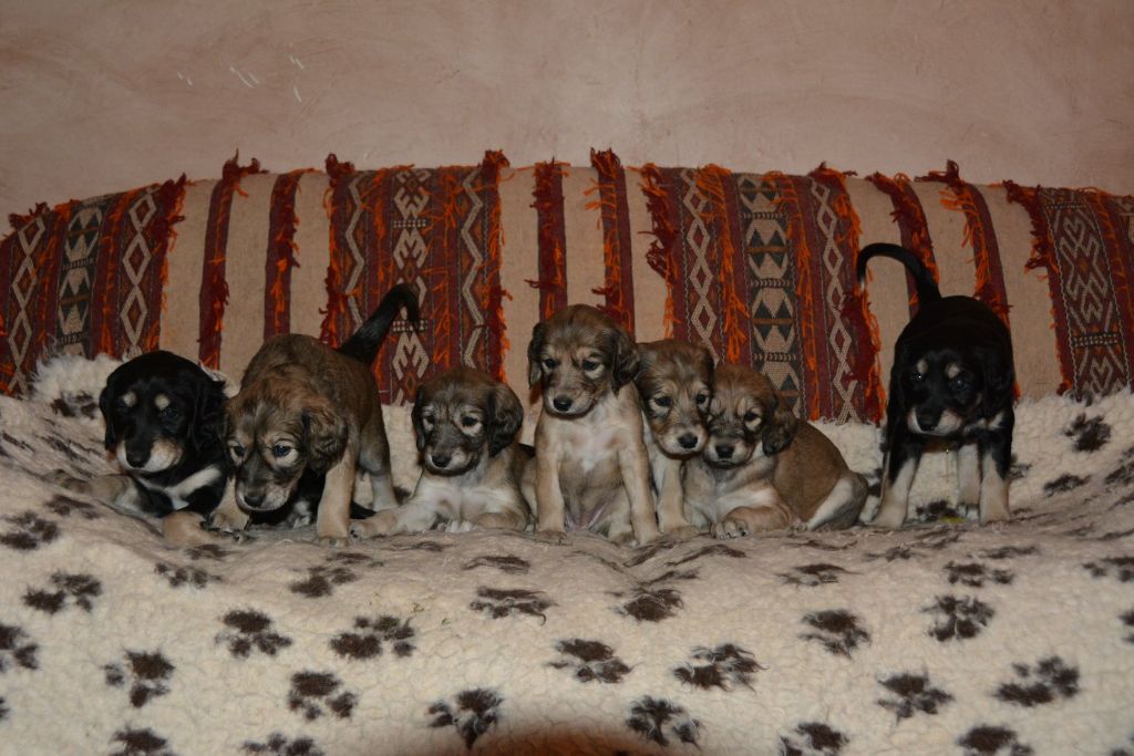 Chiot Saluki Al-zubeyda